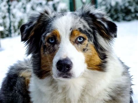 How to Brush an Australian Shepherd - Acme Canine