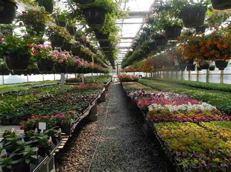 Plant Nursery Project Report for Bank Loan in India | Agri Farming