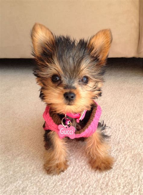 Unbelievable | Yorkshire terrier puppies, Cute baby animals, Puppies