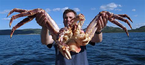 King Crab, Giant Crab from Alaska