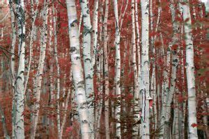 Foggy Birch Forest by snader on DeviantArt