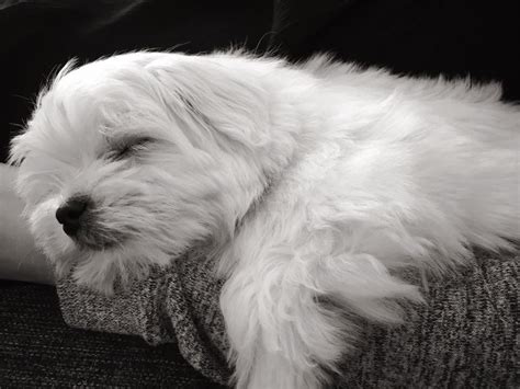 Aww so sleepy. Maltipoo Puppies, Morkie, Maltese Dogs, Cute Puppies, Sleeping Babies, Albanian ...