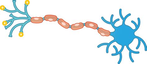 Multiple Sclerosis Neuron