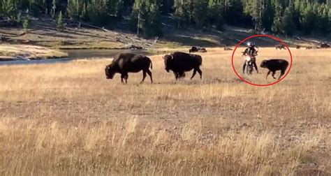 VIDEO: Disrespectful Motorcyclists Get Too Close to Bison Calves in Yellowstone