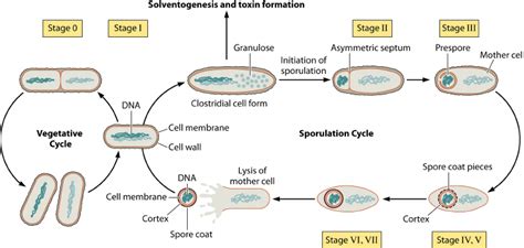 Formation Of Spores By Endospore Forming Bacteria Upon | Free Download Nude Photo Gallery