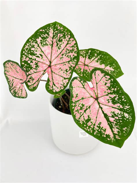 How to Get Super Bright Pink Leaves on the Philodendron Pink Princess – Bumble Plants