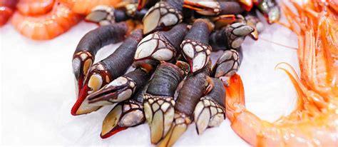 Percebes | Local Shellfish From Galicia, Spain