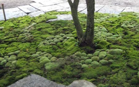 moss garden design - Google Search | Mostuin, Tuin design, Buitentuinen