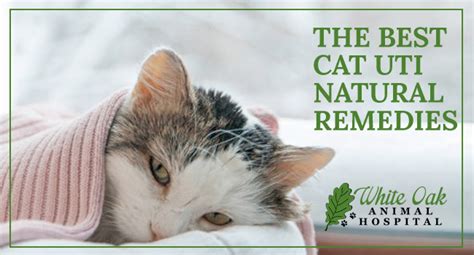 What's the Best Cat UTI Natural Remedy? - White Oak Animal Hospital