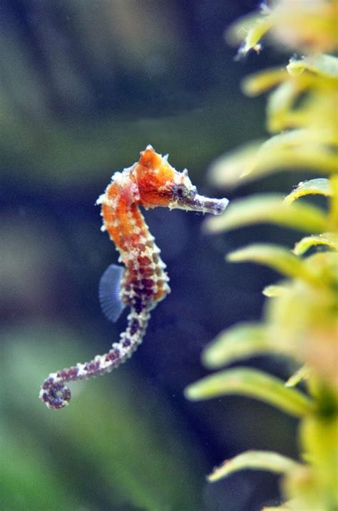 Virginia Living Museum | Newborn baby lined seahorses – video