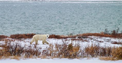 Churchill Polar Bear Tours | Natural Habitat Adventures