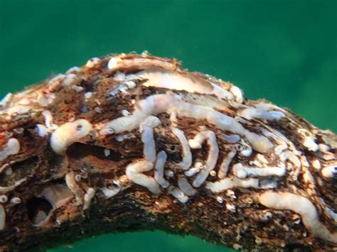 A call for records on two invasive shipworm species - DiveNI