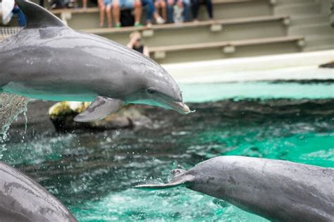 Premium Photo | Side view of dolphins jumping in turquoise swimming pool