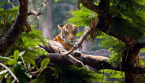 Herbivores wild animal best blog: Kerala wild animals