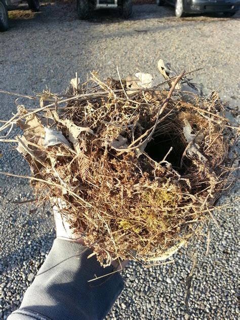 Carolina Wren Nest ~ Louisville Naturally