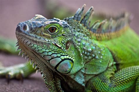 How to Keep Exotic Pets Cool in the Summer Heat