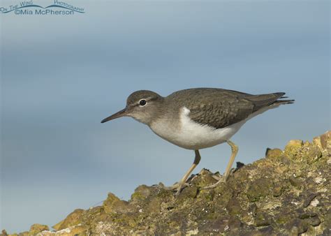 An Alert Spotted Sandpiper in Nonbreeding Plumage – Mia McPherson's On The Wing Photography