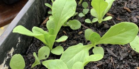 Lettuce Plant Growth Stages | Lifecycle