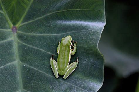 Tree Frogs in Missouri: 5 Frogs You'll Find Living in Trees