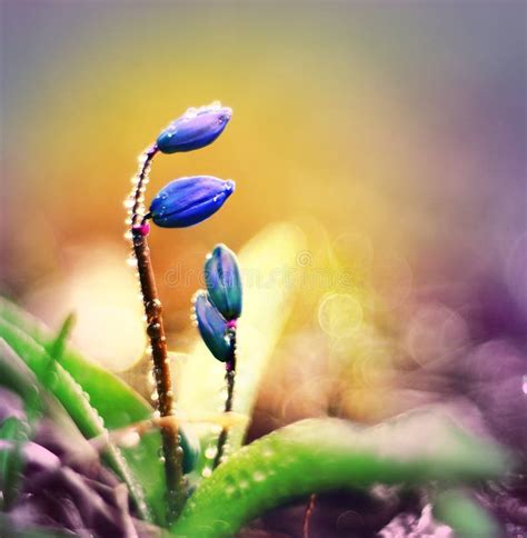 Background With Spring Flowers Stock Photo - Image of floral, closeup: 59349664