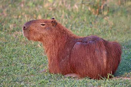 Capybara Fun Facts for Kids