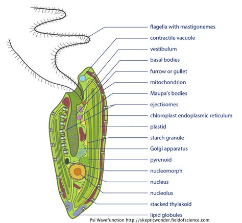 Diagram Of A Protist