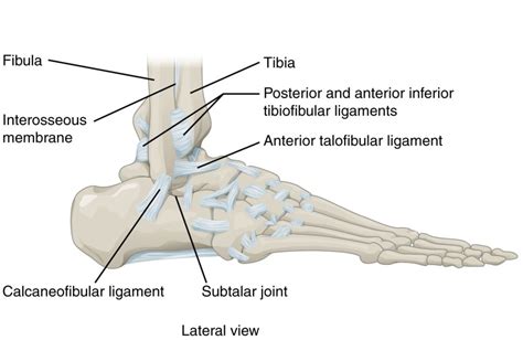 syndesmosis high ankle sprain - Image - Back in Action