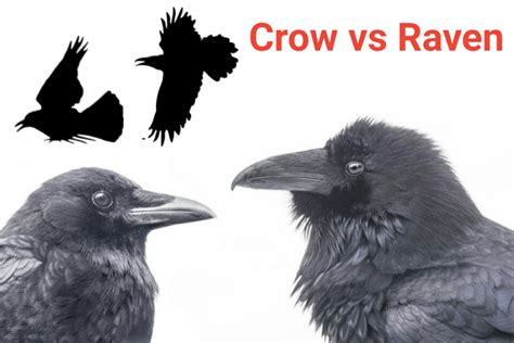 What are the differences between Crow and Raven - Difference Between