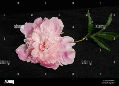 pink gardenia Stock Photo: 30553169 - Alamy