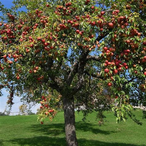 Entretien d'arbres fruitiers au pian médoc - Services d'élagage d'arbres pour particulier ...