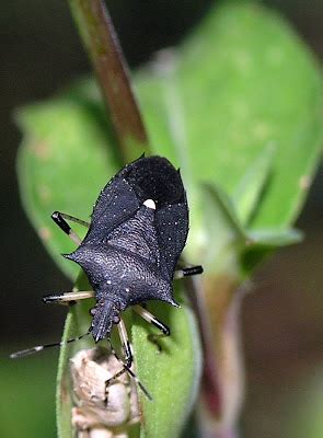 Nature in the Ozarks: Black Stink Bug (Proxys punctulatus)