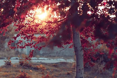 80 Inspiring Quotes That Capture The Beauty of Autumn | HipInvites