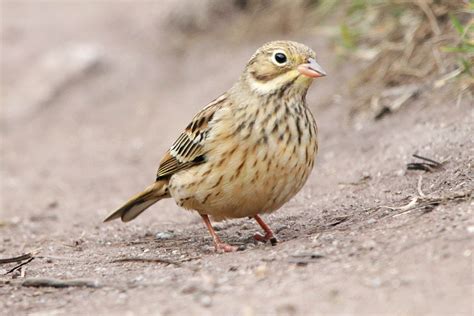 Ortolan Bunting by Paul Ash - BirdGuides