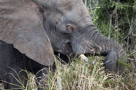 Albino Elephant | Elephant, Albino, Kruger national park