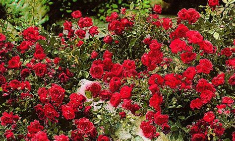 Rose types and varieties | Gardeningtheme.com