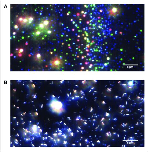 | Dark field microscopy images of solutions resulting from pplayers ...