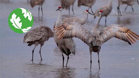 The Great Migration: Sandhill Cranes in Nebraska - YouTube