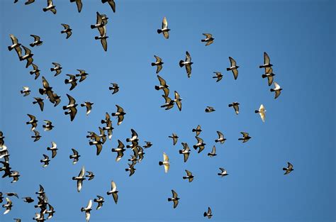 Free Images : wing, sky, flock, blue, fauna, birds, pigeons, pigeon, background, bird migration ...