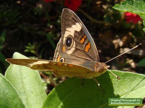 Common Buckeye Butterfly, photos, size, characteristics, host plants, geographical distribution