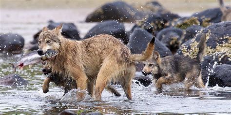 The amazing sea wolves of the Great Bear Rainforest | Canadian Geographic