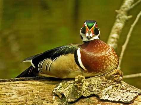 Wood Duck Male Breeding Plumage Stock Photo - Download Image Now - iStock