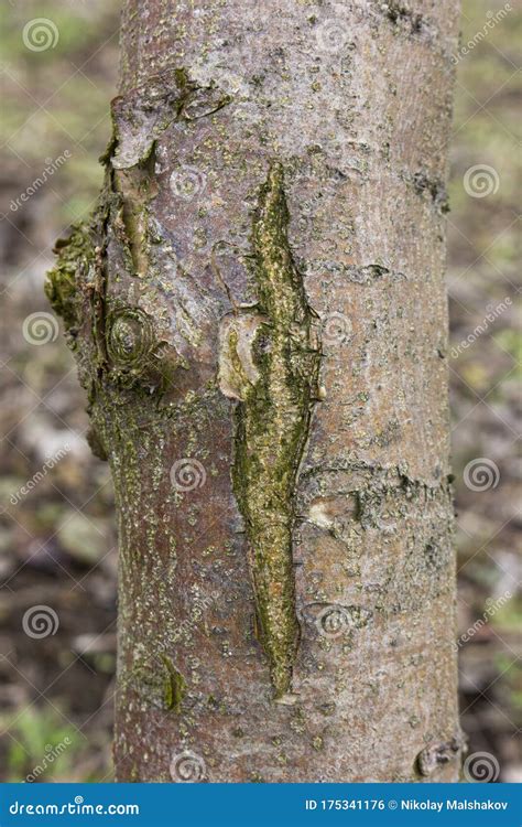 Diseases of Fruit Trees in the Garden. Damage To the Apple Fungus ...