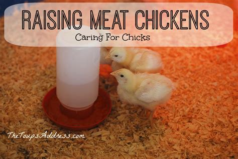 Raising Meat Chickens: Caring for Chicks | The Toups Address