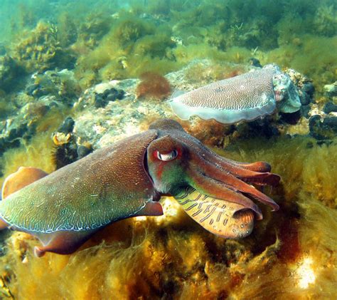 Why we're watching the giant Australian cuttlefish