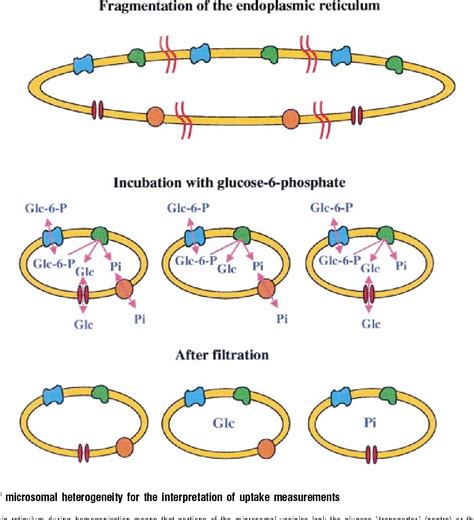 GLUCOSE-6-PHOSPHATASE | Semantic Scholar