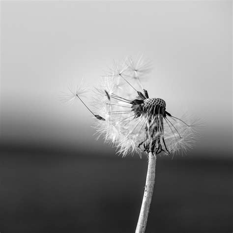 Dandelion Black And White