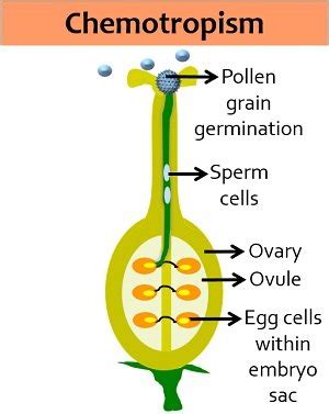 Tropic Movements in Plants - Definition, Key Points, Video, Types ...