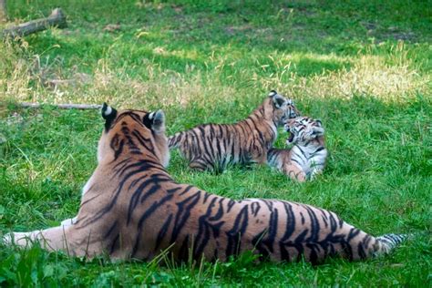 AMUR TIGER CUBS Archives - KVRR Local News