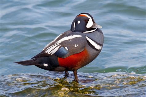 Harlequin Duck Facts, Habitat, Call, Diet, Predators, Images