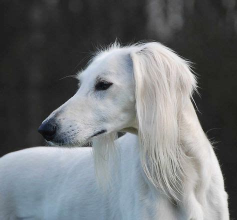 Home | UK Saluki Rescue